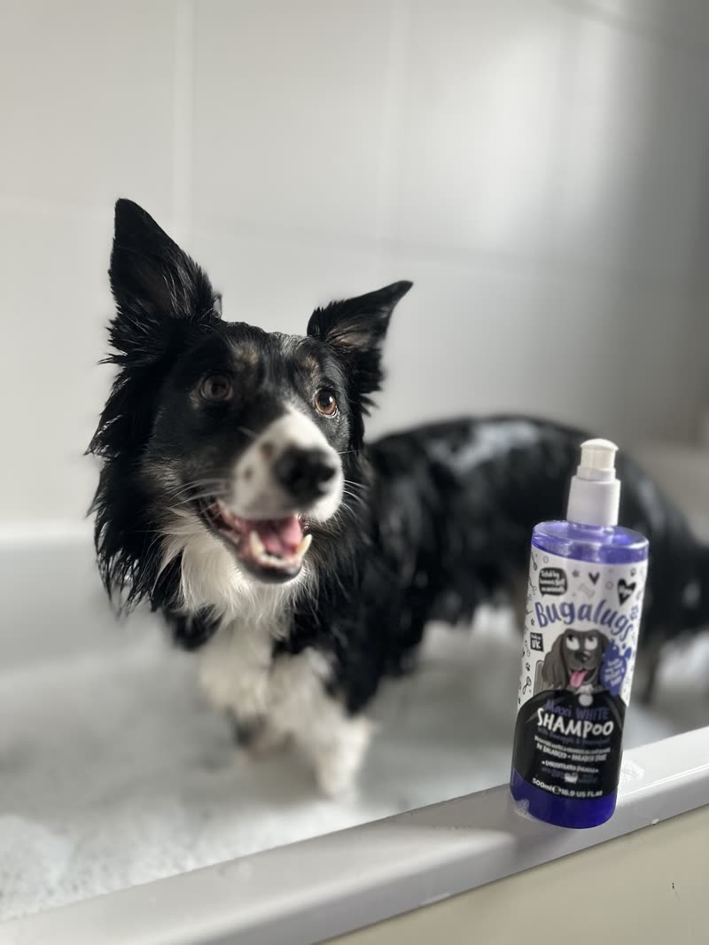 A border collie in the bath with a blob of foam on its head