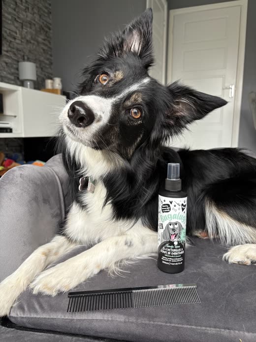 A wet border collie standing happily in a white bath mid-wash