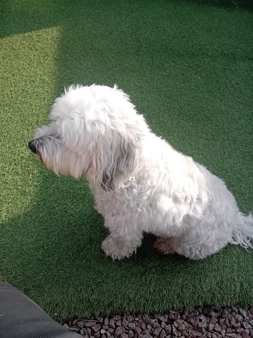 A freshly groomed small white fluffy dog sitting in profile on grass