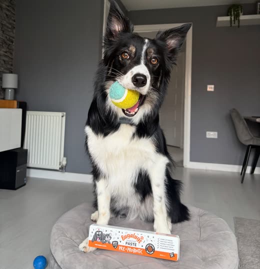 A border collie resting on a sofa beside a packet of dog treats